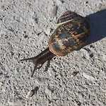 Huerta La Laja,casa Grande * Ронда