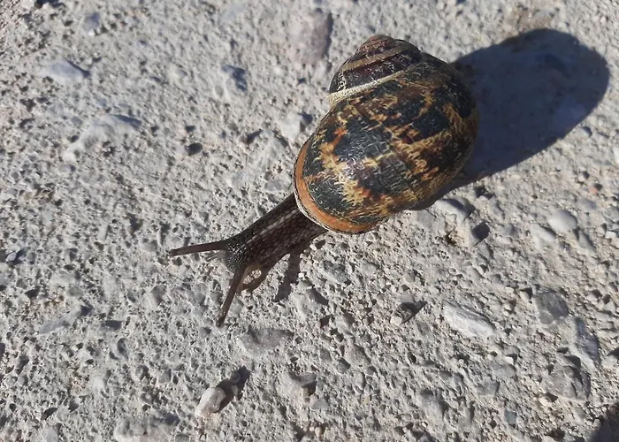 Huerta La Laja,casa Grande * Ronda
